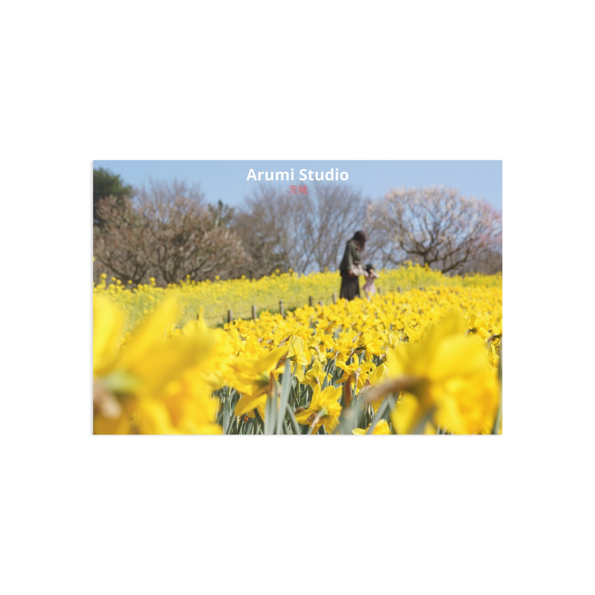 Daffodil Field in Ibaraki | Post Card